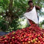 café-cosecha