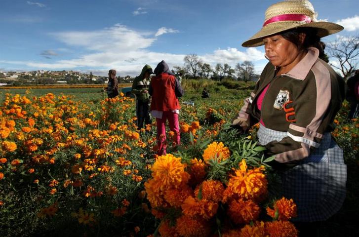 Tradición de la flor de cempasúchil para el Día de Muertos pervive en México  | Departamento19