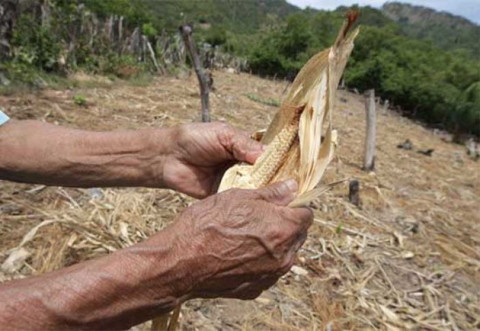 Un 30 por ciento de granos básicos se podrían perder por severa sequía en el sur de Honduras