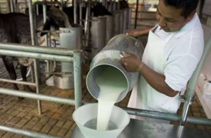 En un 30 por ciento estiman recuperar producción de leche
