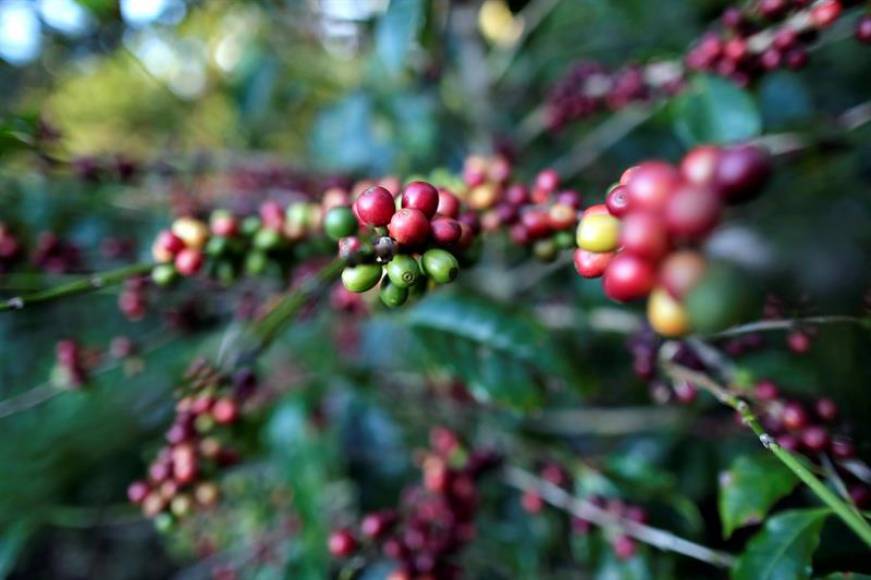 Las exportaciones hondureñas de café bajan un 13,1 % por razones climáticas