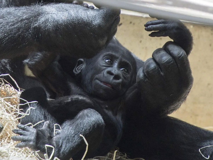 Gorilas de un zoo de Atlanta dan positivo de COVID-19