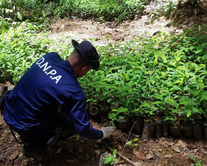 Más de 525 mil arbustos de coca incautadas por la Policía Nacional en 2021