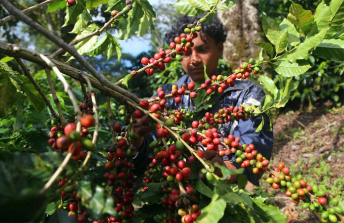 Honduras busca oportunidades para productores de café en Argentina