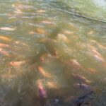 e1b13e31-5c31-41c0-832c-f9c6d06c3522