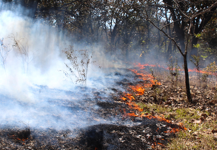 Incendios forestales han afectado 25,526 hectáreas en Honduras este año