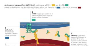 Desarrollan anticuerpo que podría tratar tumores resistentes a inmunoterapia