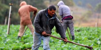 Honduras sin respuesta de EEUU para renegociar el TLC en el tema de agricultura