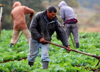 Honduras sin respuesta de EEUU para renegociar el TLC en el tema de agricultura