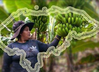 Más de 5 mil hondureños pierden empleos tras cierre de seis fincas bananeras