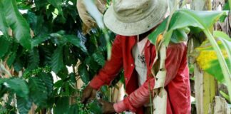 Los ingresos por exportación de café hondureño suben un 35 % en la cosecha 2021-2022
