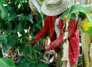 Los ingresos por exportación de café hondureño suben un 35 % en la cosecha 2021-2022