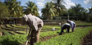 EEUU dará 20 millones de dólares para fertilizantes en Honduras y Guatemala