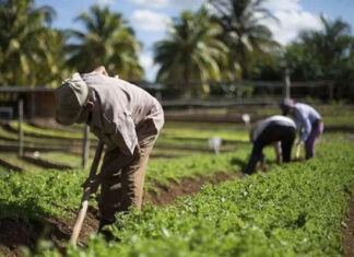 EEUU dará 20 millones de dólares para fertilizantes en Honduras y Guatemala
