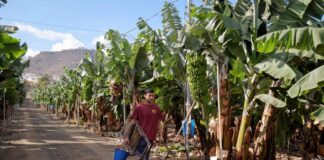 Sigue el cierre de fincas bananeras en el Valle de Sula