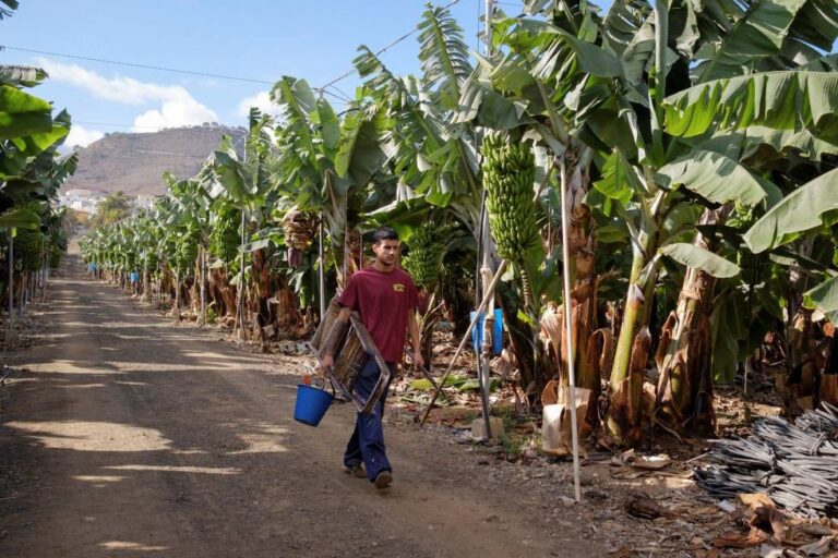 Sigue el cierre de fincas bananeras en el Valle de Sula
