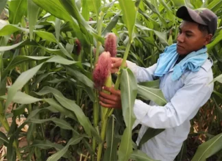 Viceministro de la SAG descarta escasez de granos básicos y garantiza buena producción