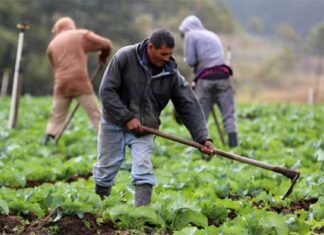 Proyectan cartera crediticia en más de 2 mil millones de lempiras para Banadesa