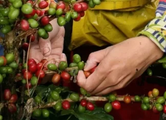 Países de A.Latina y el Caribe debatirán en Honduras situación de caficultura