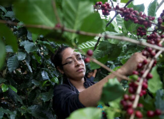 Honduras obtiene 1,414 millones de dólares por ventas de café en ciclo actual