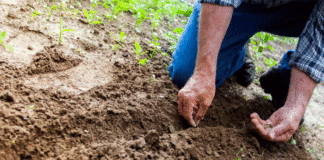 El cambio climático y poco financiamiento amenazan a la agricultura familiar