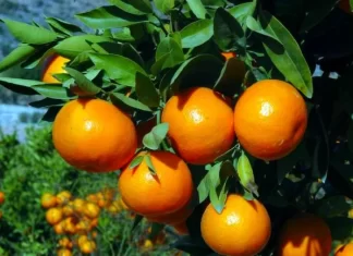 Producción de cítricos se mantiene, pero las exportaciones han disminuido, expone empresario