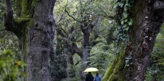 Las políticas de bienestar y su relación con la felicidad