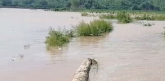Varios cultivos de caña dañados por desbordamiento de río Ulúa en Cortés