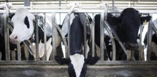 La creciente demanda global de leche ofrece oportunidades a Latinoamérica