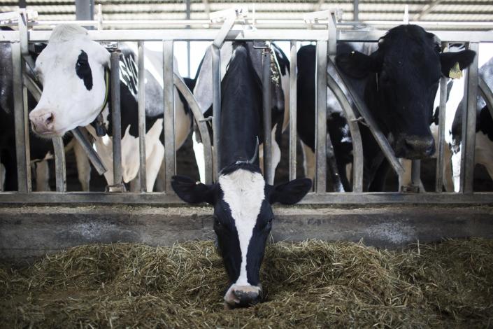 La creciente demanda global de leche ofrece oportunidades a Latinoamérica