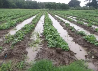 Productores pronostican crisis en granos básicos por merma en la producción