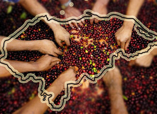 Honduras: Preocupa a productores la falta de mano de obra en sector café