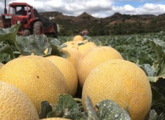 Honduras exporta un contenedor con 1, 820 cajas de melón a Taiwán