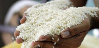 Producción de arroz sigue a la baja y sin incentivos, se quejan productores