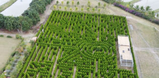 Honduras cuenta con el laberinto de ciprés más grande Centroamérica