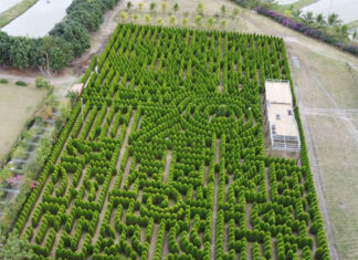 Honduras cuenta con el laberinto de ciprés más grande Centroamérica