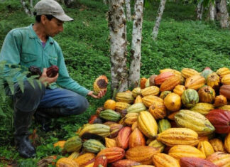 Honduras vulnerable al cambio climático, logró producir mil 900 toneladas de cacao en 2022