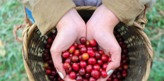 Cosecha cafetalera 2025-2026 promete récord en divisas y más beneficios para productores