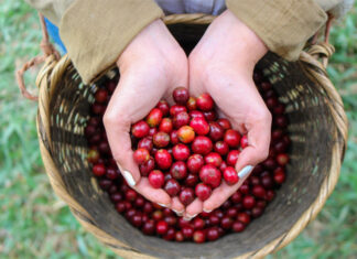 Copán Ruinas será sede del próximo “Let’s Talk Coffee” en febrero