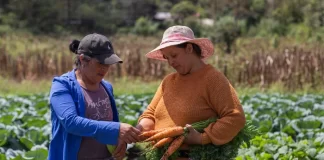 Acceso a tierra, una vía para que campesinas salgan de la pobreza en Honduras