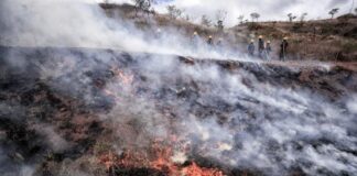 Más de mil hectáreas, afectadas por 70 incendios forestales en Honduras
