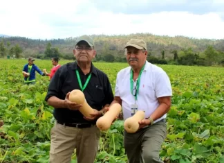 Empresa olanchana exporta semanalmente a EEUU entre 5 y 6 contenedores de calabazas