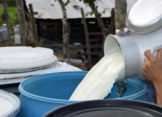 Aproleche espera un decrecimiento de la producción de la leche por “El Niño”