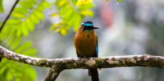 Parque Cerro Azul Meámbar, el mejor lugar del mundo para avistar aves con facilidad