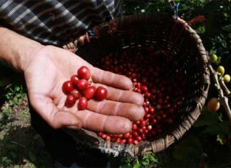 Las exportaciones de café hondureño bajan un 40 % en el primer mes de la cosecha 2023-2024