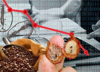 Precios bajos, plagas y más impuestos amenazan a caficultores