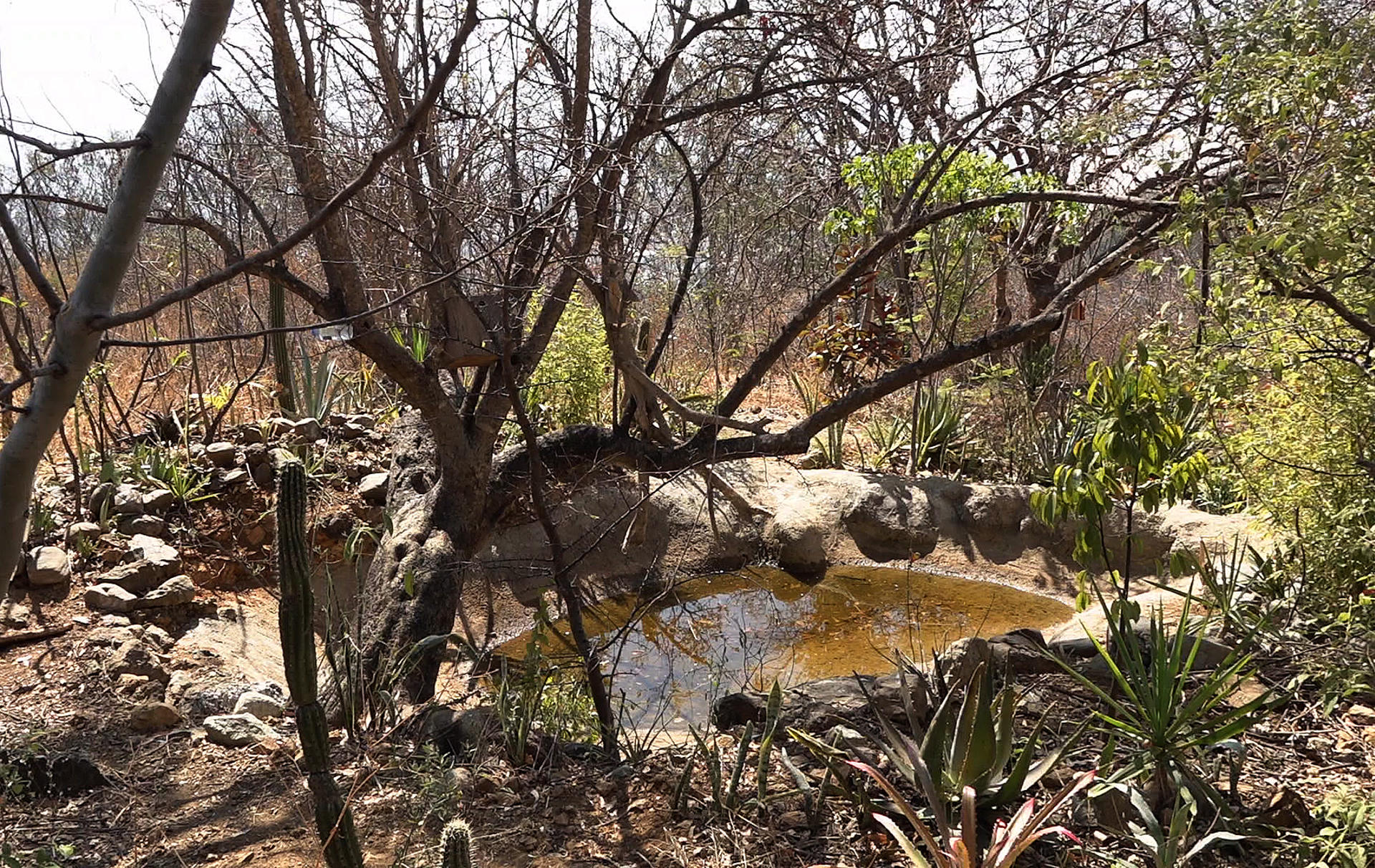 Fotografía de un oasis el 21 de marzo de 2023, en el estado de Oaxaca (México). EFE/Jesús Méndez
