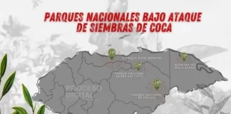 Parques nacionales vulnerados por narcos y cultivos de coca