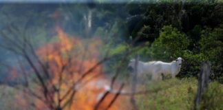 OMM: olas de calor e incendios marcaron cambio climático en A.Latina en 2022