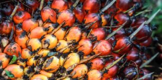 Reunión de productores latinoamericanos de aceite de palma e importadores de EEUU en Miami